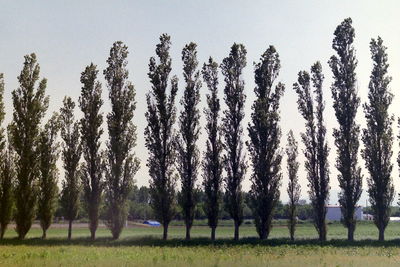 Trees on field against sky