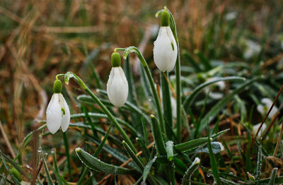 Close-up of white flowering plant on field