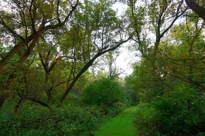 Scenic view of forest