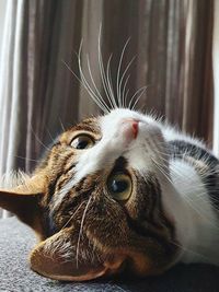 Close-up of a cat at home