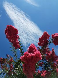 Low angle view of red flowers against blue sky