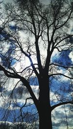 Low angle view of bare trees against sky