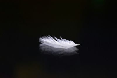 Close-up of white flower over black background