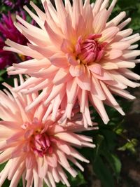 Close-up of pink dahlia blooming outdoors