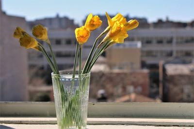 Close-up of yellow flower in glass vase