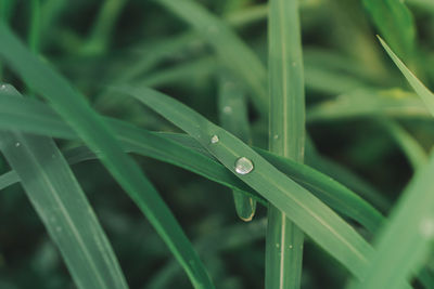 Close-up of raindrops on grass