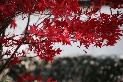 Close-up of red leaves on branch