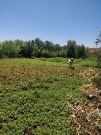 Scenic view of agricultural field against clear sky