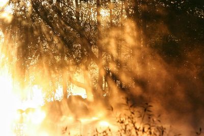 Sun shining through trees