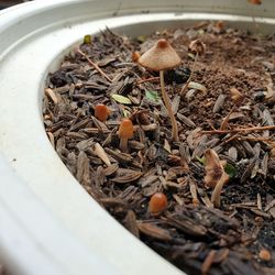 High angle view of mushrooms growing on field