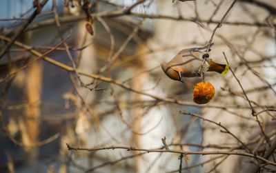 Close-up of fruits on tree