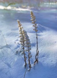 Close-up of frozen plant on land
