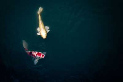 High angle view of koi carps in pond