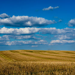 Danish agricultural landscape in summertime