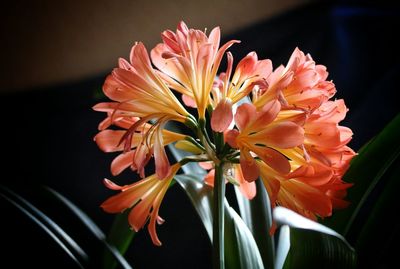 Close-up of pink flowers blooming outdoors