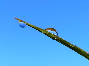 Low angle view of plant against clear blue sky