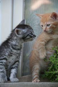 Cats sitting in a cat looking away