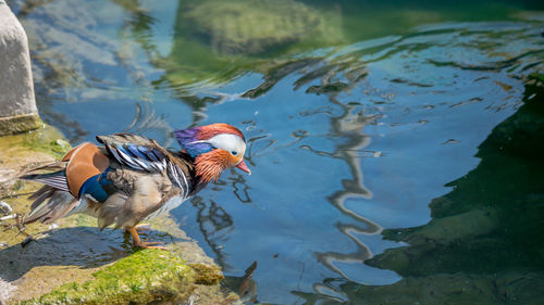 View of birds in lake