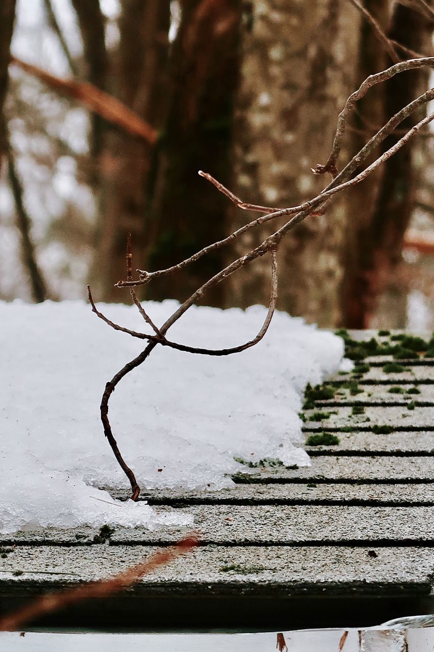 CLOSE-UP OF FROZEN PLANT ON TREE DURING WINTER