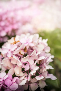 Close-up of pink flowers blooming outdoors