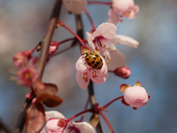 Close-up of bee on flower