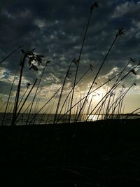 Silhouette plants on field against sky at sunset