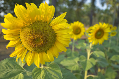 Close-up of yellow flowering plant