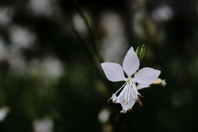 Close-up of white flowering plant