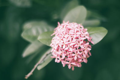 Close-up of pink flowering plant