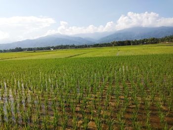 Scenic view of agricultural field against sky