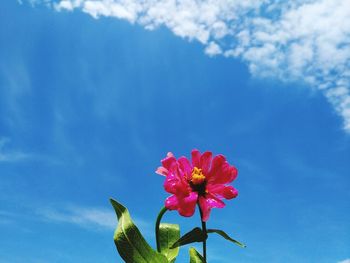 Close-up of pink flowering plant against blue sky