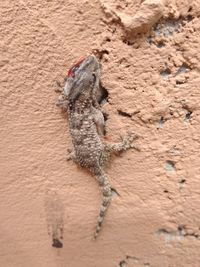 Close-up of a lizard on rock