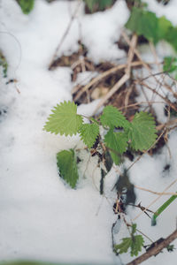 High angle view of plants during winter