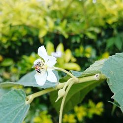 Close-up of insect on white flower