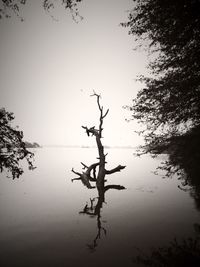 Reflection of tree in water against clear sky