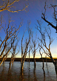 Bare trees by lake