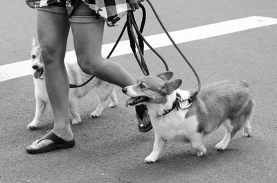 High angle view of dogs walking with woman on street