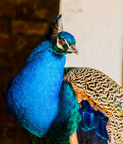 Close-up of peacock