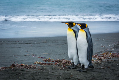 Two king penguins standing side-by-side on beach
