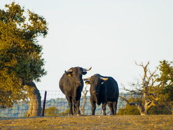 Horses standing on field against clear sky