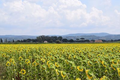 The other side of the sunflowers