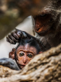 Close-up of orangutans