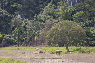 View of a forest