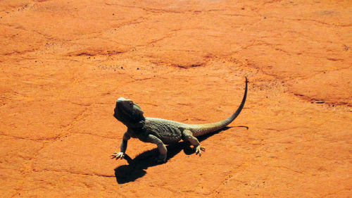 High angle view of lizard on ground