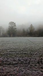 Bare trees on field against sky during winter