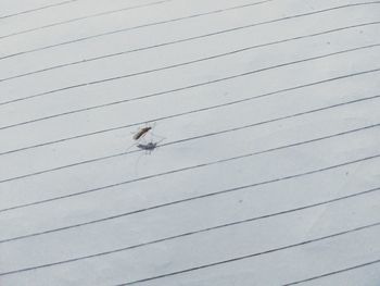 High angle view of fly on the ground