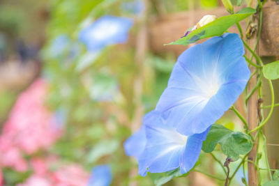 Close-up of purple flowering plant