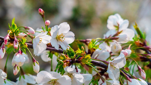 Close-up of white flowering plants