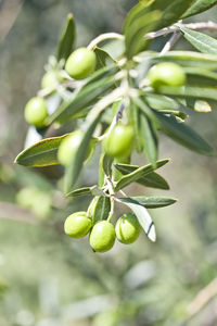 Close-up of berries growing on tree