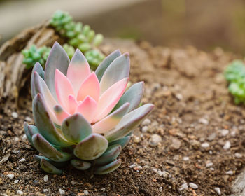 Close-up of succulent plant